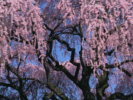 42463 (a): :1600x1200
